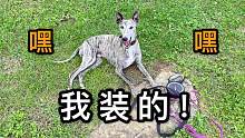 惠比特犬果然不一般，假装要回家吗？其实只是虚晃一枪！