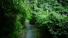 【自然治愈】漫步在雨天的小树林里