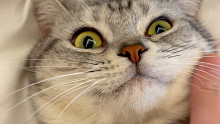 小渣猫！尿床了还挺得意！