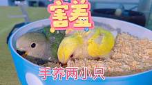 半毛小鹦鹉拿来出手养，呆萌的样子实在是太可爱了，#治愈萌宠