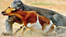 科莫多巨蜥的第11次攻击，科莫多龙VS水牛，野生动物攻击！