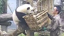 原来用箩筐框熊猫是真的！！！