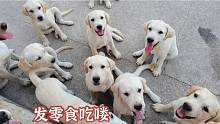 旺歌一家：10只小狗崽坐等分零食吃，看看谁最乖？你最喜欢哪个？