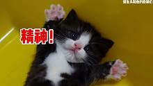 黑 猫 警 长！