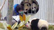 饲养员对熊猫宝宝的吸引力到底有多大？（奶妈篇）