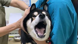 柴犬慘叫變二哈，你不要過來?。? style=