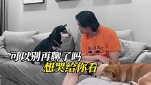为了口吃的，小柴犬都快被聊哭了！爸爸是唐僧吗？