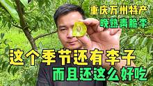 房车自驾游到重庆万州，伟豪被这里晚熟青脆李吸引，边摘边吃过瘾