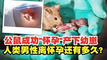 中国科学家成功让公鼠“怀孕”产幼崽，人类男性离怀孕还有多久？