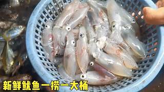 成群鱿鱼钻进渔网，一捞一大桶吃起来太过瘾，剩下的全晒制成鱼干