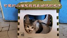 新鲜好奇是小猫的特性:看看他们能找到那些好玩的地方！