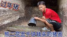 熊二花了五千块钱买了个猪圈，今年养了二百多斤的过年猪，太肥了