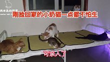 刚捡回家的小奶猫一点都不怕生，可亲人了