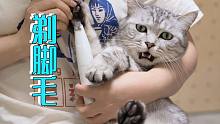 小猫不愿剃毛哼唧唧，老猫却一脸享受：躺平不好吗？