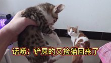 话痨猫说，铲屎的又捡猫回来了