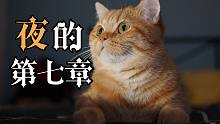 你没看过的《夜的第七章》猫版MV!