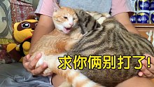 养猫的快乐你想象不到！（老母亲争夺战）