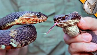 生存記戶外直播_生存記視頻直播 - 虎牙直播