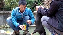 华农兄弟：狗子又生了12只小崽，带大家看一下，顺便抓只小公猪阉掉