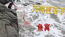 几百米长的万吨巨石坑，昂贵野货齐聚一窝，光几条毒货就值上千