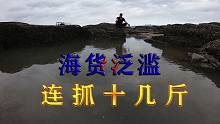 20斤腌制小鱼仔投入30米长巨坑，海货泛滥，连抓十几斤直接爆桶了