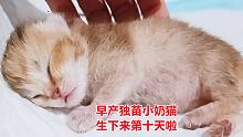 早产独苗小奶猫生下第十天，不挨饿了，睡得安稳了，小可怜真可爱