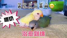 今天给小牡丹鹦鹉喂奶，你见到过如此乖巧治愈的小萌宠吗？