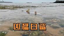 小章赶海发现大浪中的白色巨物，走近一看是一条白鲨，大哥吓坏了