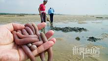 【世界厨房】广西北海挖沙虫，厉害的人一天挖好几斤，干沙虫竟然要一千多块钱一斤