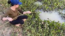越南三妹竟然用鸵鸟肉做最棒的垂钓鱼饵，还有意想不到的收获！