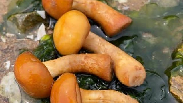 赶海 今天赶海捡到海蘑菇和老虎蟹