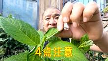 末伏天气又热又干燥，绣球花养护要注意这4点经验分享