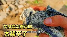 家里伐树，从树上掉落两只小斑鸠，拿到手上全身香喷喷的，太稀罕