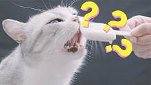 大脑冻结警告！！小猫咪能吃冰淇淋吗？【不正经科普】