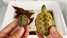 最近入了一群田黄草龟苗，个个壳色偏黄金线明显，你爱了吗？