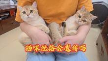 猫咪基因强大它们性格会遗传吗？