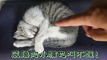 听说怎么也叫不醒装睡的人，我这只装睡的小猫为什么也叫不醒？
