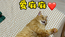对，没错，这就是那只奶音甜出二里地的小猫咪！