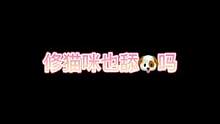修猫咪的舔教学#曼基康矮脚 #萌宠 #猫 #猫咪的迷惑行为