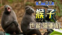 稀奇真稀奇，猴子骑重机！！