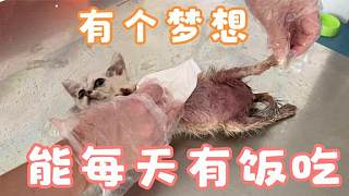 被虐癱瘓的貓第一次吃罐頭，狼吞虎咽卻又不停向我示好，讓人心酸