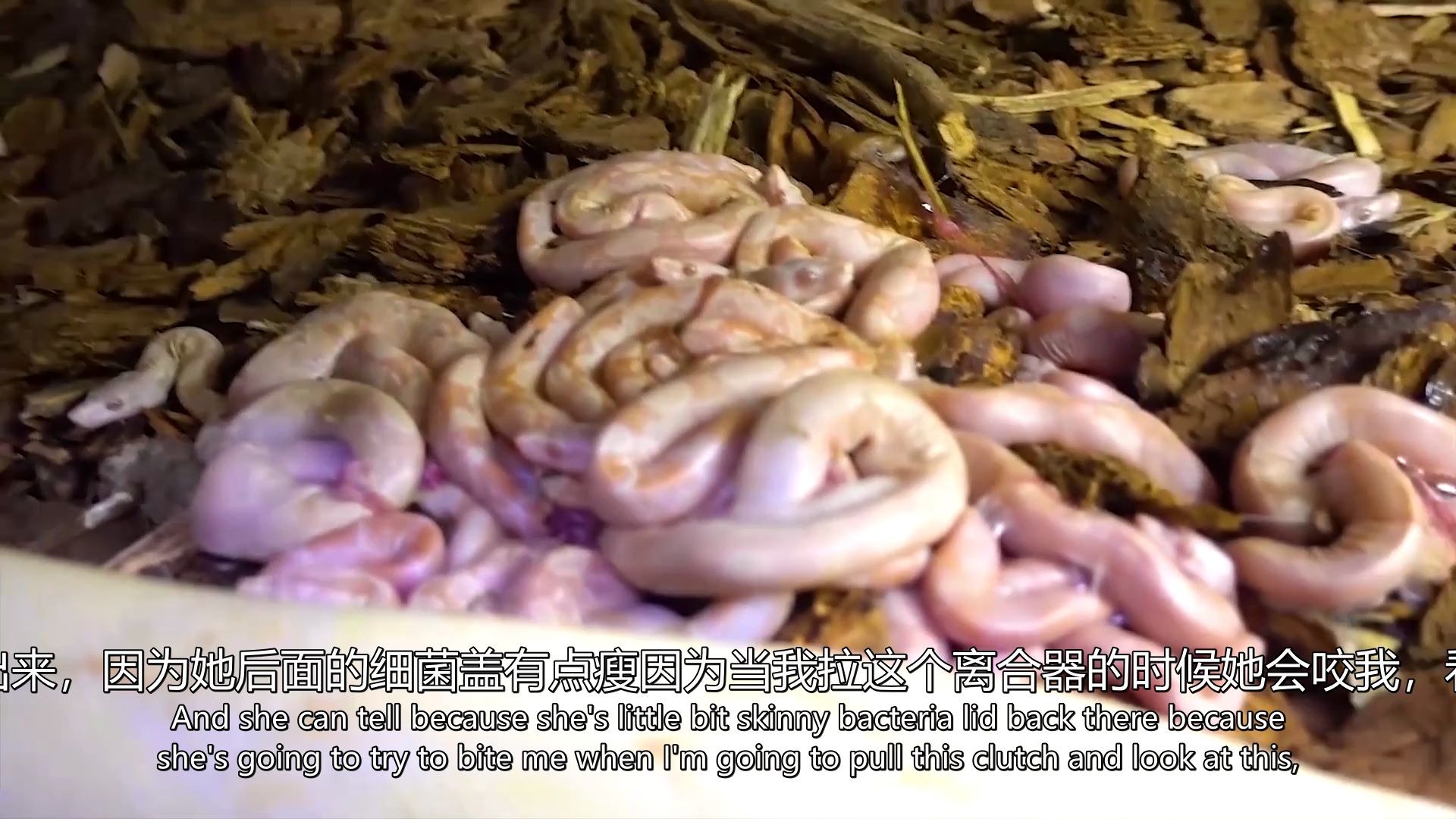 【中英双字】小蟒蛇出生全过程，视频有点恶心，有恐惧症慎入！
