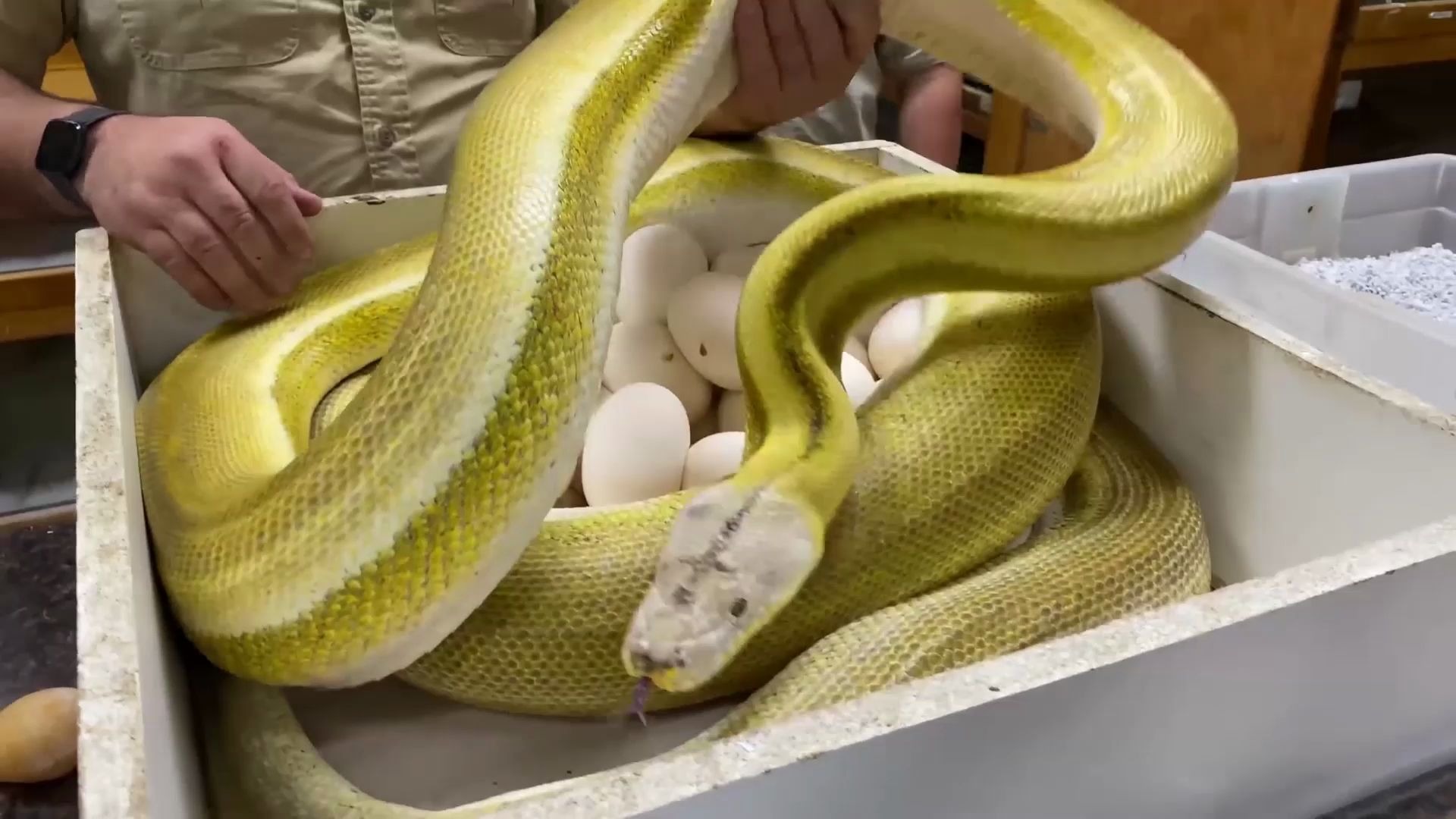 收取蛇蛋不小心打碎了，黄金蟒直接暴走了！