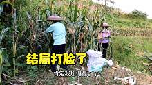 广西老婆要同湖南新化小伙比赛掰玉米，看谁掰得多？结局打脸了