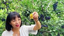 售价高达30多元一斤的西梅，到底长什么样？口感如何？