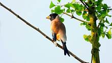 银杏树上的鸟叫声，好听的黑尾蜡嘴雀叫声