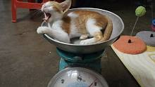 【捡猫】记录第1003天，在猫坷拉的催化作用下！