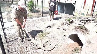 实时饲养野生澳大利亚蜥蜴，攻击性真的强，就是要咬人！