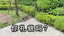 邻居家的猫在路边啃草，铲屎官问要不要吃包子，猫咪：你礼貌吗？