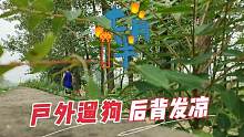 农村田野里遛狗看到坟墓，突然想到今天是中元节，赶紧撤退往家跑